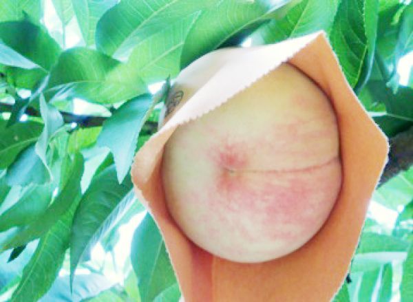 袋をかけられた白鳳の写真