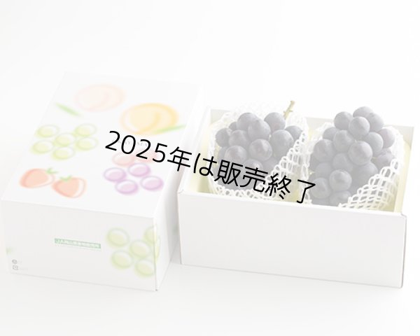 画像3: ニューピオーネ（2房（約1.2kg））【2025年】（限定50箱） (3)