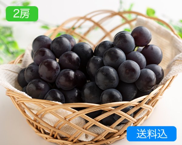 画像1: ニューピオーネ（2房（約1.2kg））【2025年】（限定50箱） (1)