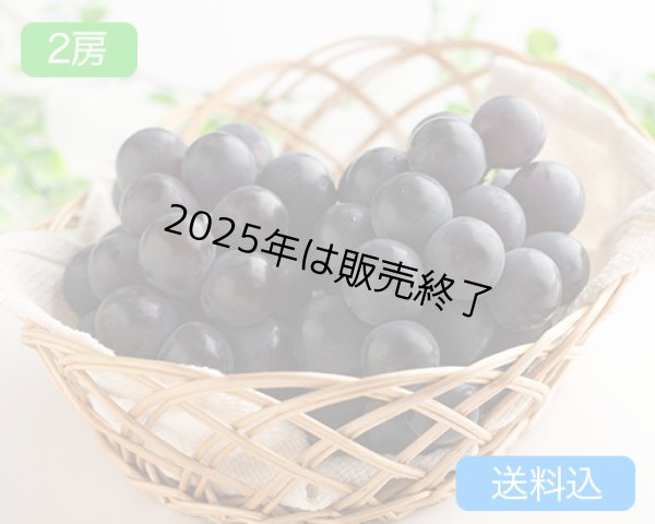 画像1: ニューピオーネ（2房（約1.2kg））【2025年】（限定50箱） (1)