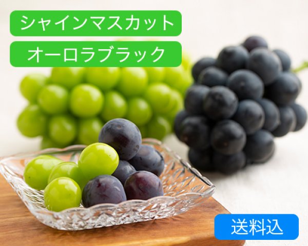 画像1: シャインマスカット「晴王」（1房（約600ｇ））、オーロラブラック（約600g）×1房【2025年】 (1)