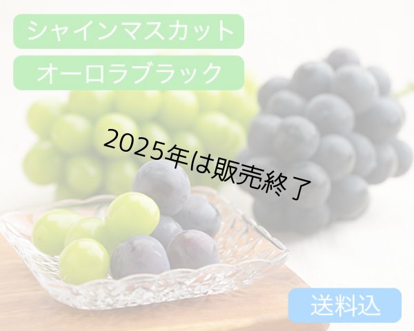 画像1: シャインマスカット「晴王」（1房（約600ｇ））、オーロラブラック（約600g）×1房【2025年】 (1)