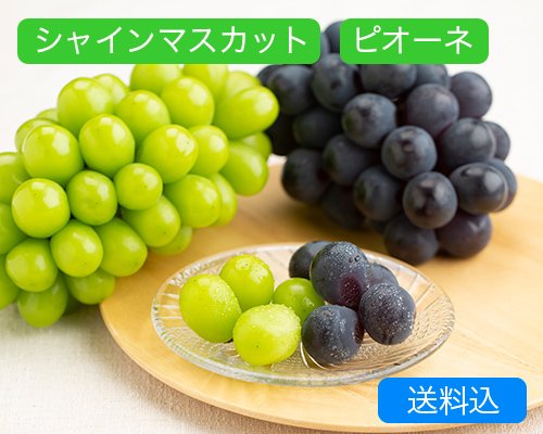 シャインマスカット「晴王」（1房（約600ｇ））、ピオーネ（約600g）×1房【2025年】