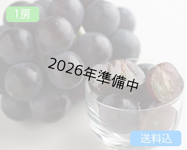 画像1: ニューピオーネ（1房（約625g））【2026年】（限定50箱） (1)