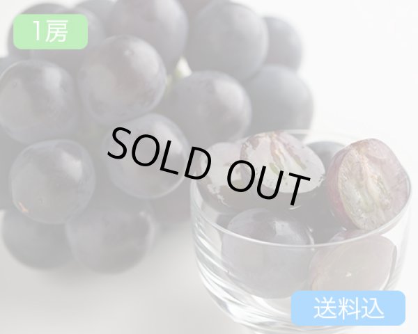 画像1: ニューピオーネ（1房（約625g））【2026年】（限定50箱） (1)