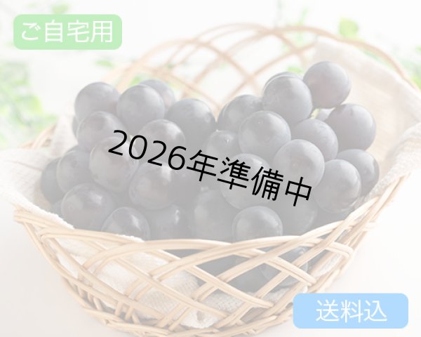 画像1: ご自宅用ピオーネ【2026年】 (1)