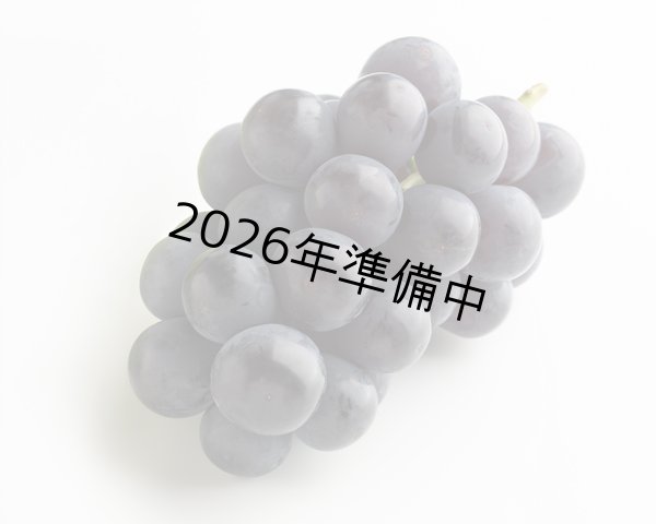 画像2: ニューピオーネ（1房（約625g））【2026年】（限定50箱） (2)