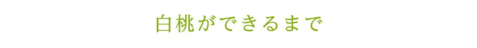 白桃ができるまで