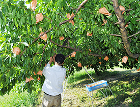白桃の収穫の様子の写真