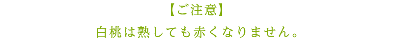 【ご注意】白桃は熟しても赤くなりません。