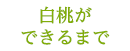 白桃ができるまで