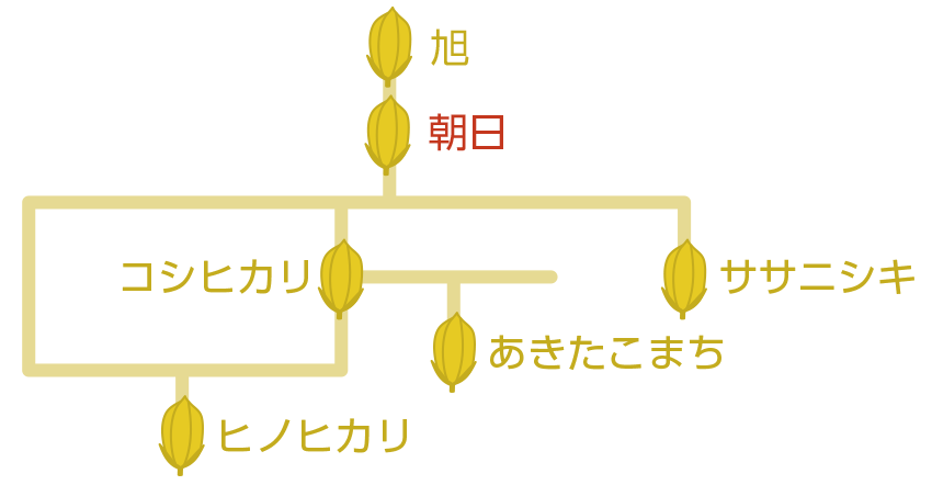 お米の系統図