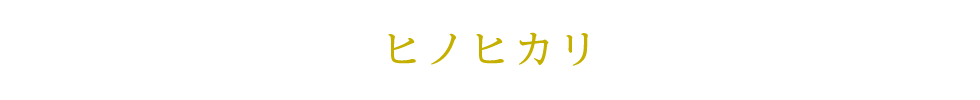 ヒノヒカリ