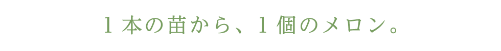 1本の苗から、1個のメロン。