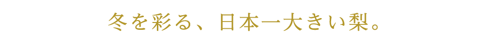 冬を彩る、日本一大きい梨。