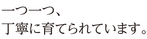 一つ一つ、丁寧に育てられています。