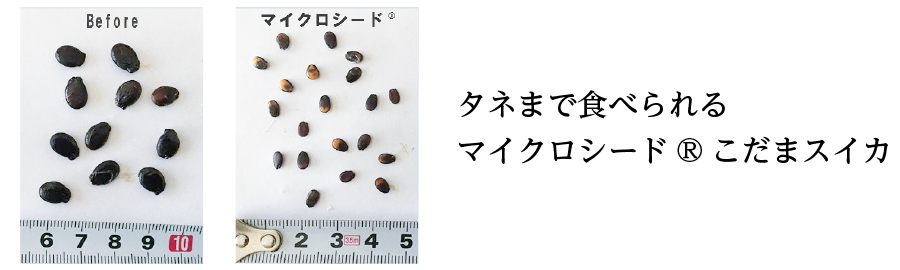 タネまで食べられるマイクロシード®こだまスイカ