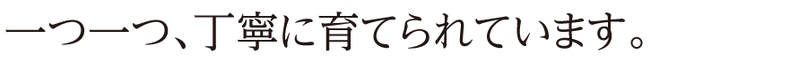 一つ一つ、丁寧に育てられています。